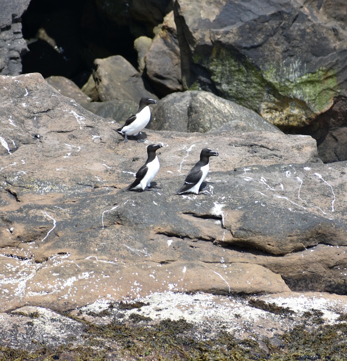 Razorbill - ML621931518