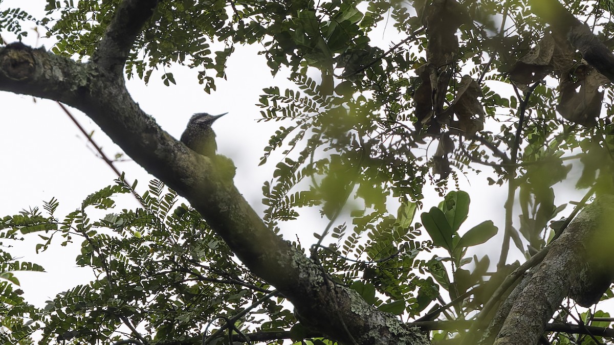 Golden-crowned Woodpecker - ML621931587