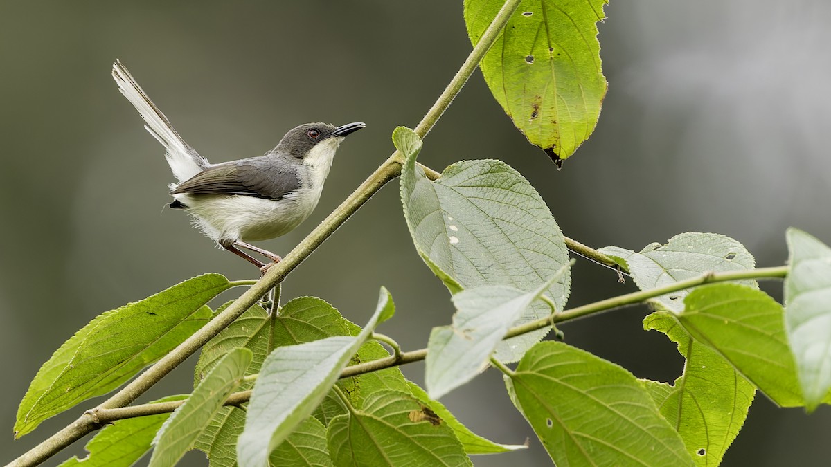 Buff-throated Apalis (Angola) - ML621931617