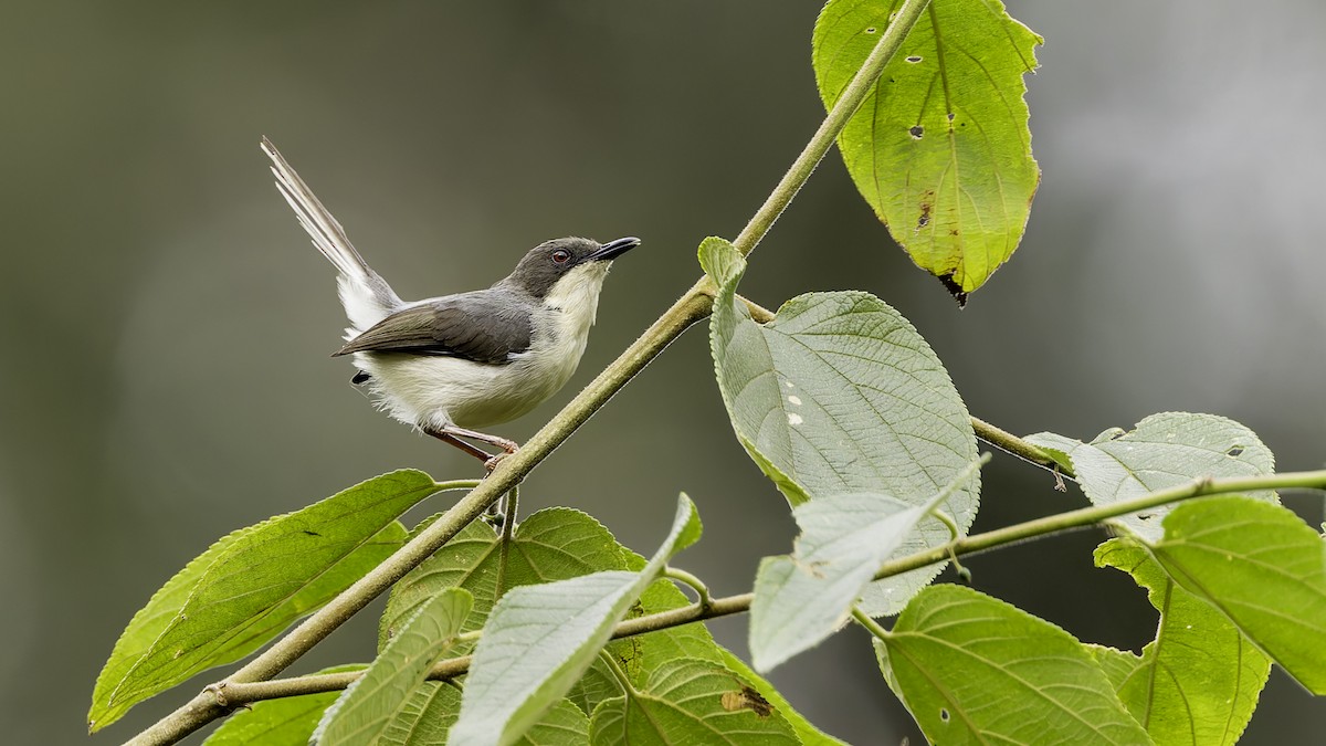 Buff-throated Apalis (Angola) - ML621931620