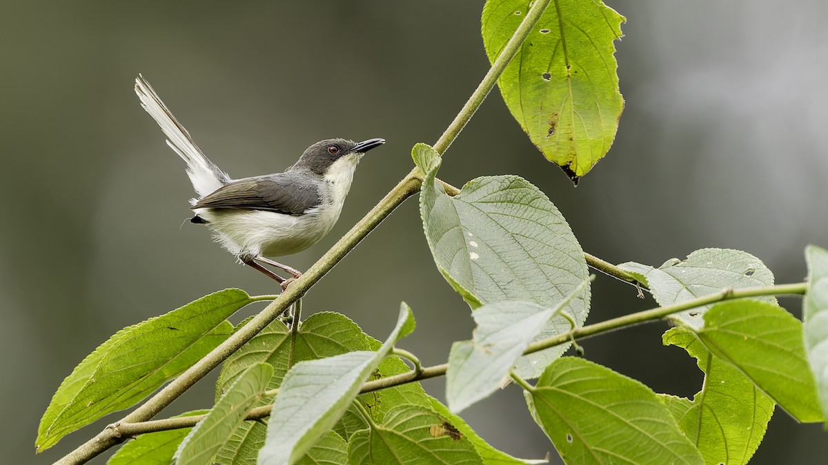 Buff-throated Apalis (Angola) - ML621931625