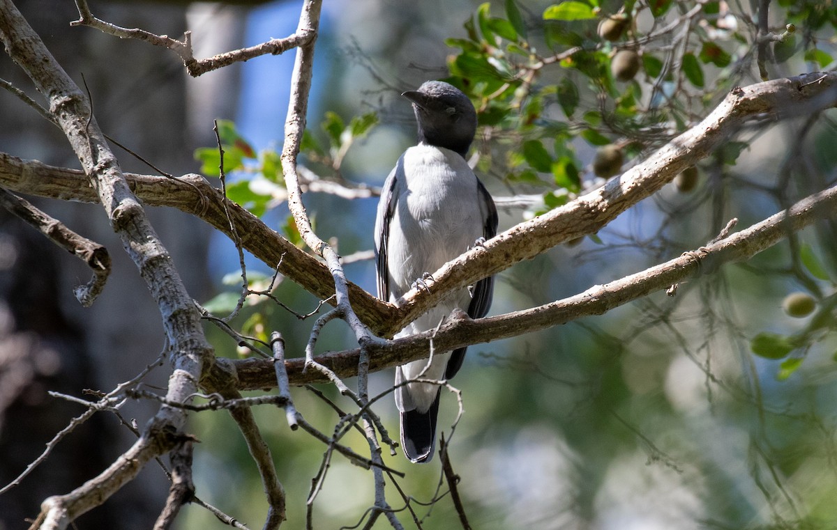 Madagascar Cuckooshrike - ML621931650