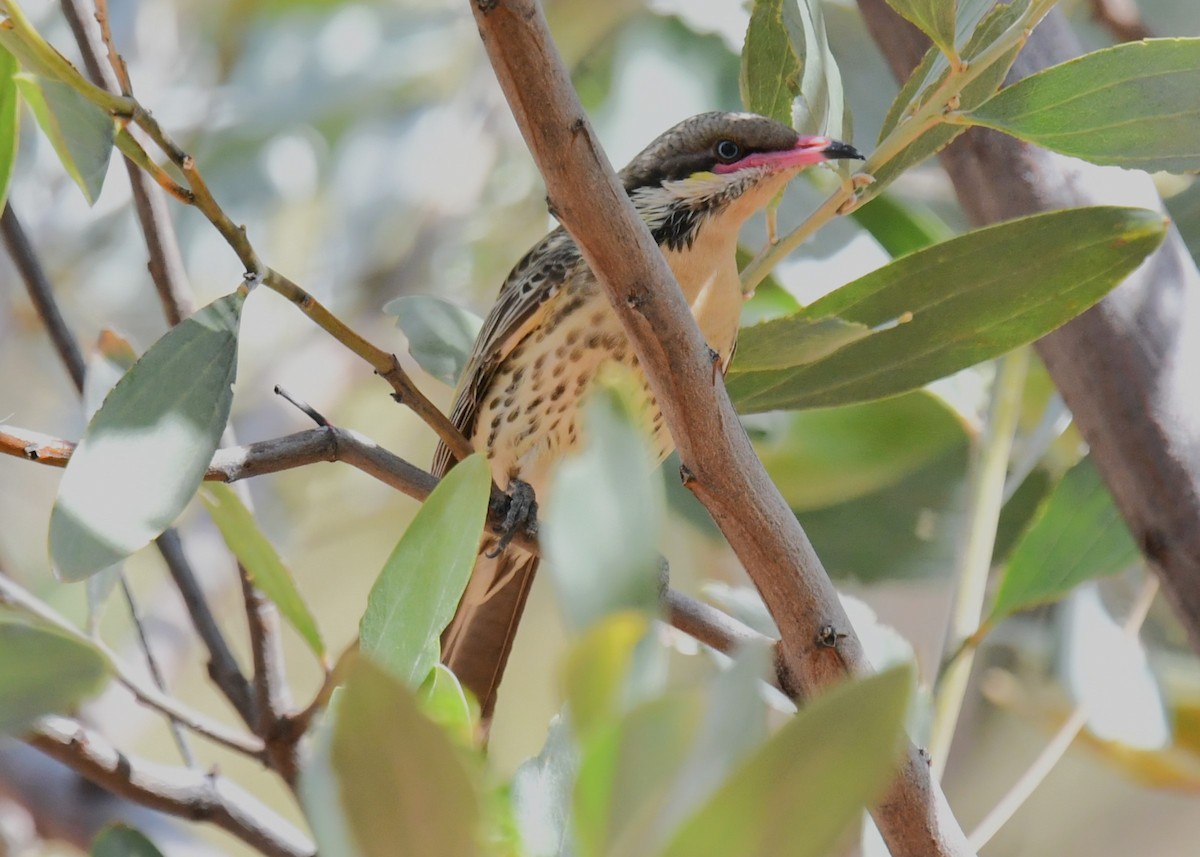 Spiny-cheeked Honeyeater - ML621931747