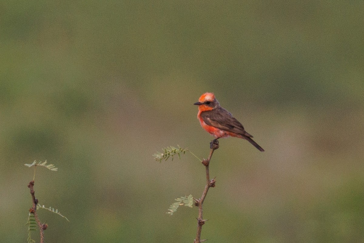 Vermilion Flycatcher - ML621931754