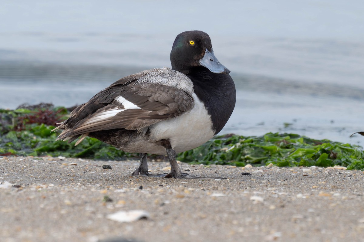 Greater Scaup - ML621931778