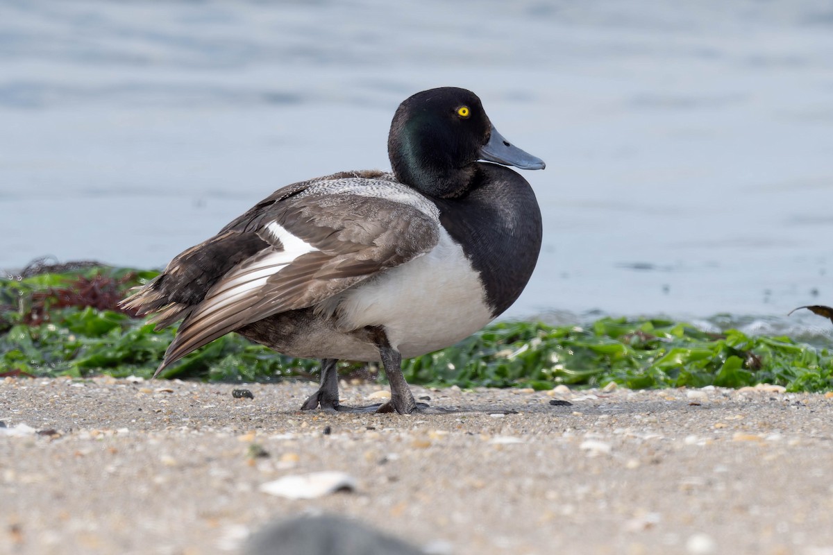 Greater Scaup - ML621931779