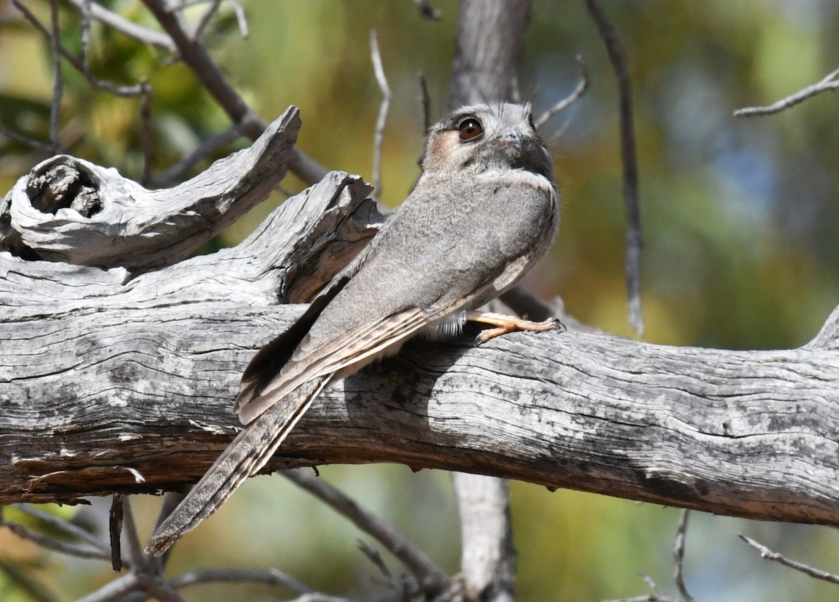 Australian Owlet-nightjar - ML621931783