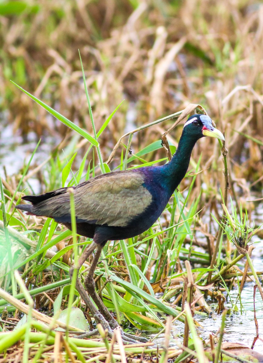 Bronze-winged Jacana - ML621931880