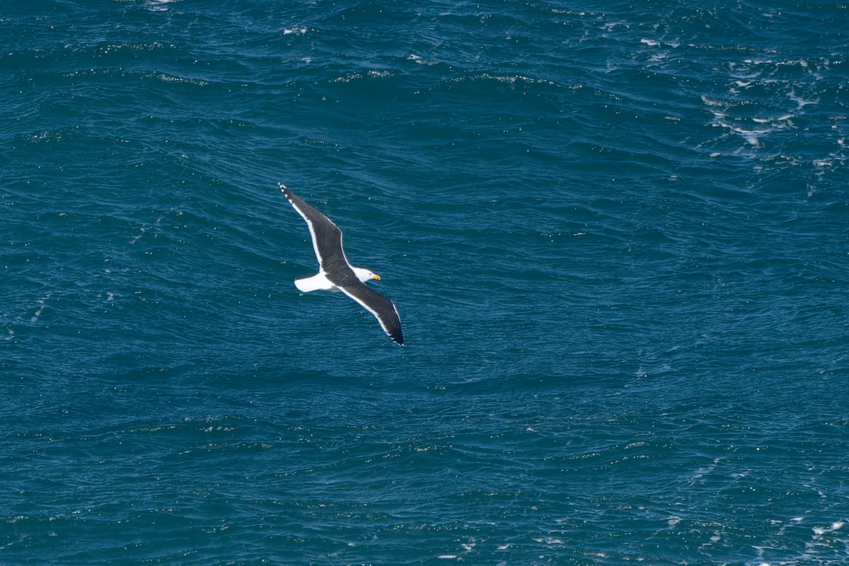 Kelp Gull (dominicanus) - Ian Melbourne