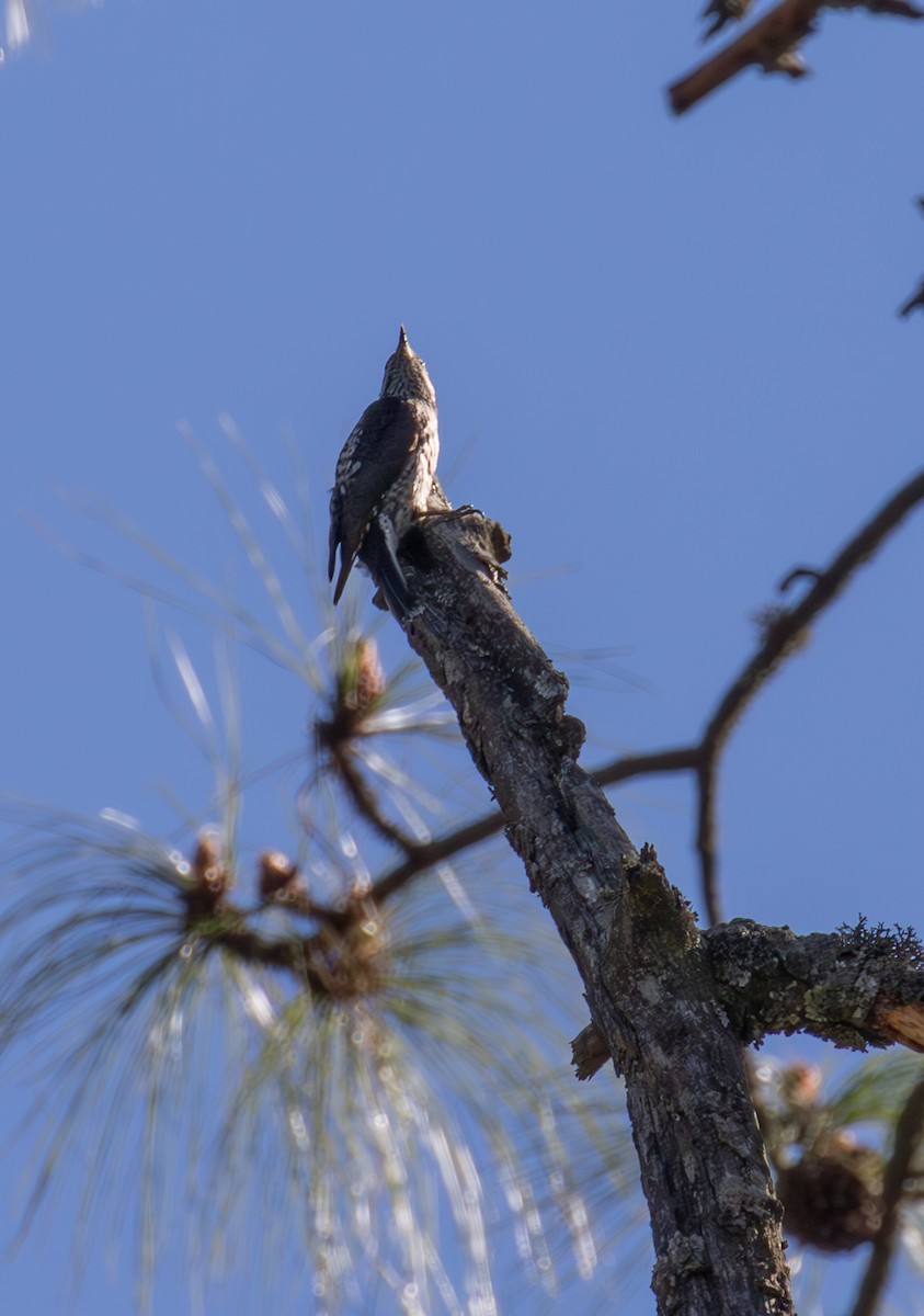 Strickland's Woodpecker - ML621932020