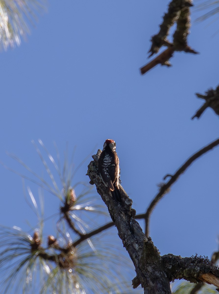 Strickland's Woodpecker - ML621932021