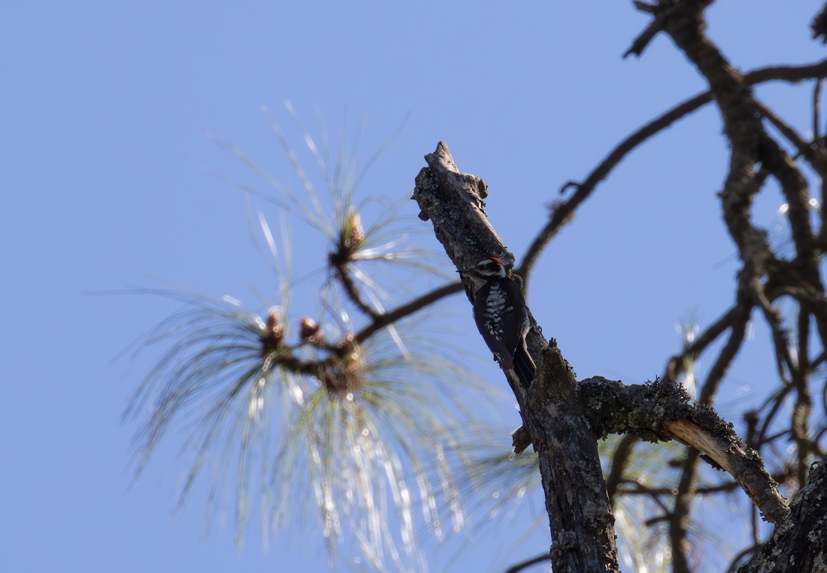 Strickland's Woodpecker - ML621932022