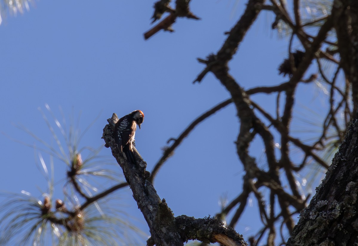 Strickland's Woodpecker - ML621932023