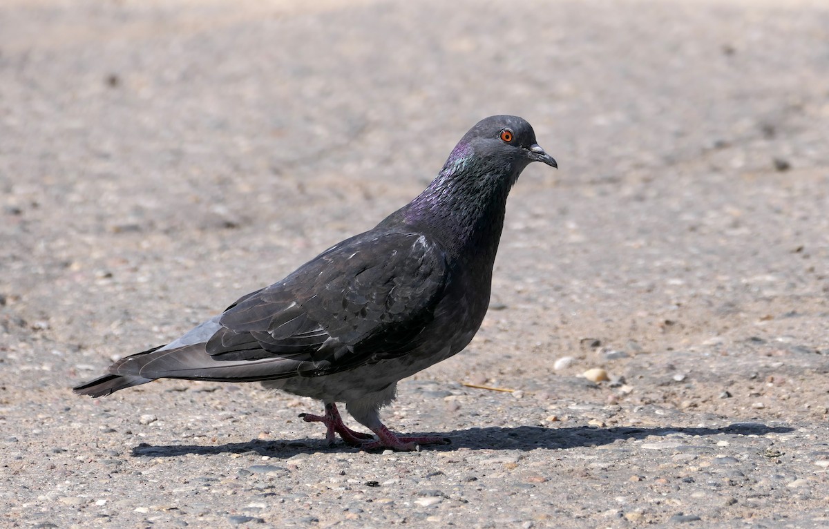 Rock Pigeon (Feral Pigeon) - ML621932034