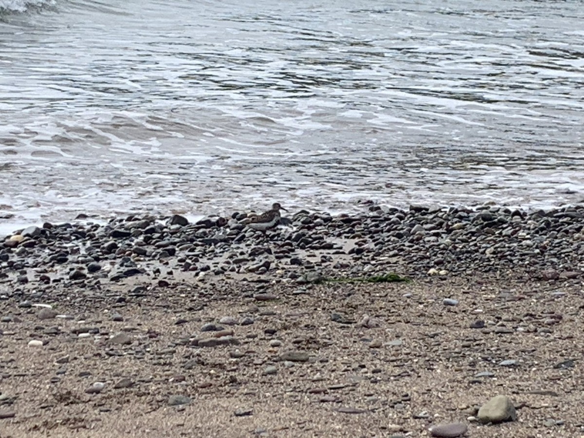 Dunlin - ML621932039