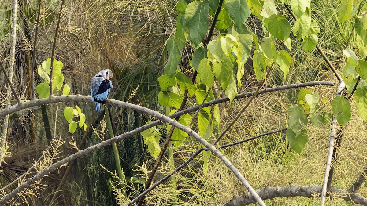 Woodland Kingfisher - Robert Tizard