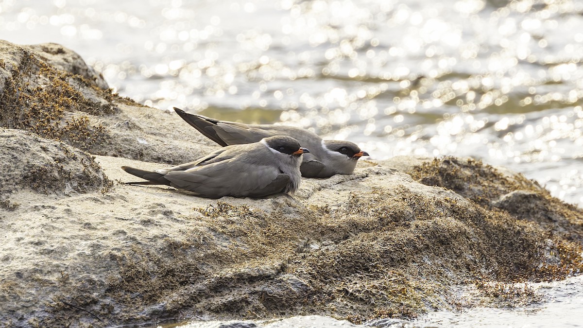 Rock Pratincole - Robert Tizard