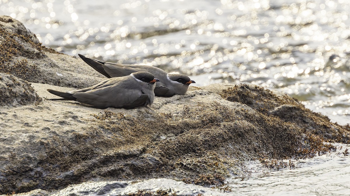 Rock Pratincole - Robert Tizard