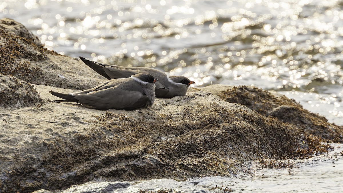 Rock Pratincole - Robert Tizard