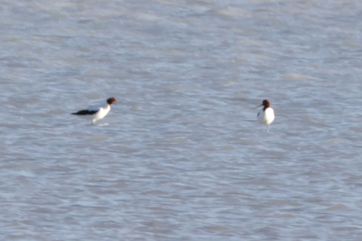 Red-necked Avocet - ML621932127