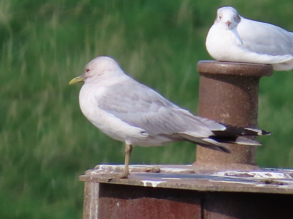 Gaviota Cana - ML621932199