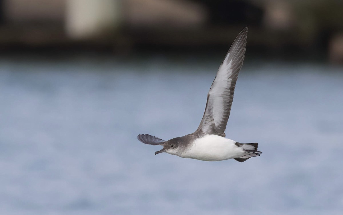 Fluttering Shearwater - ML621932277