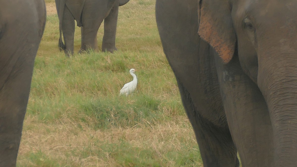 Eastern Cattle Egret - ML621932331