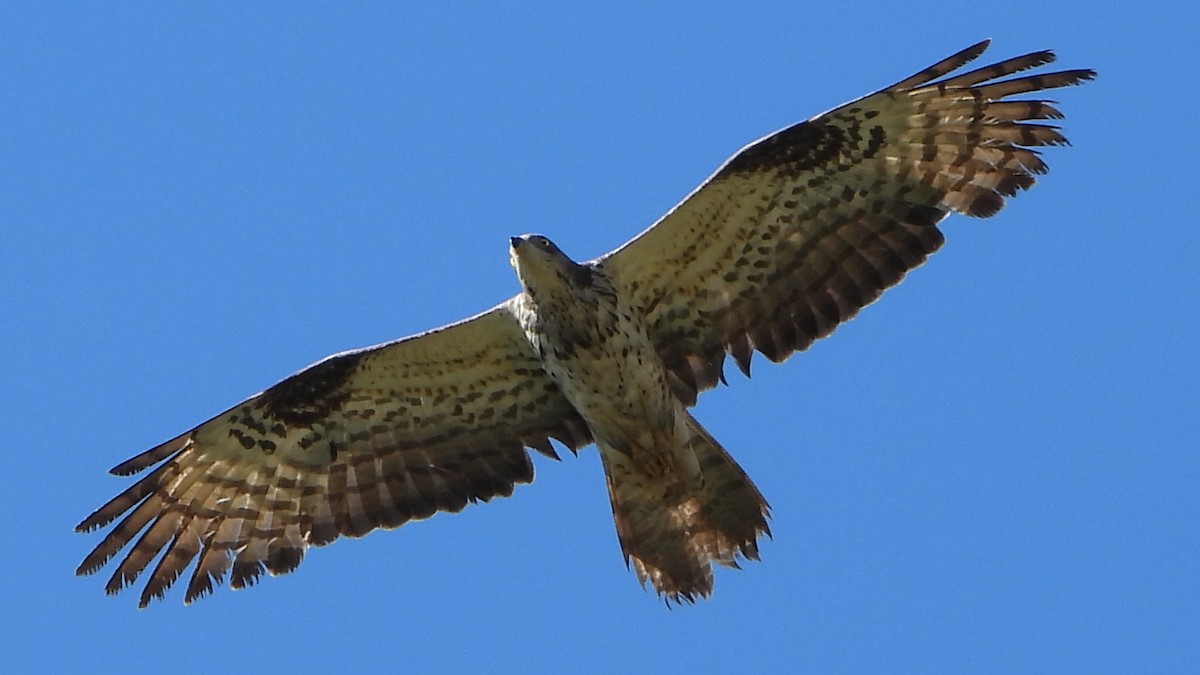 European Honey-buzzard - ML621932457