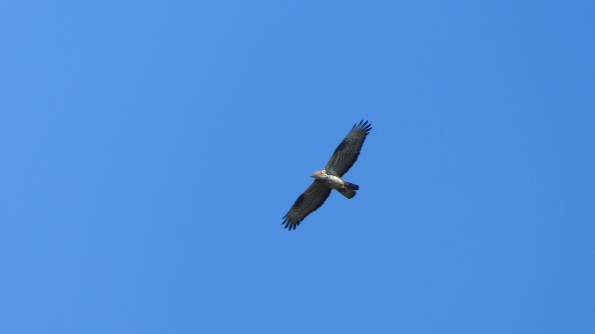 European Honey-buzzard - ML621932458