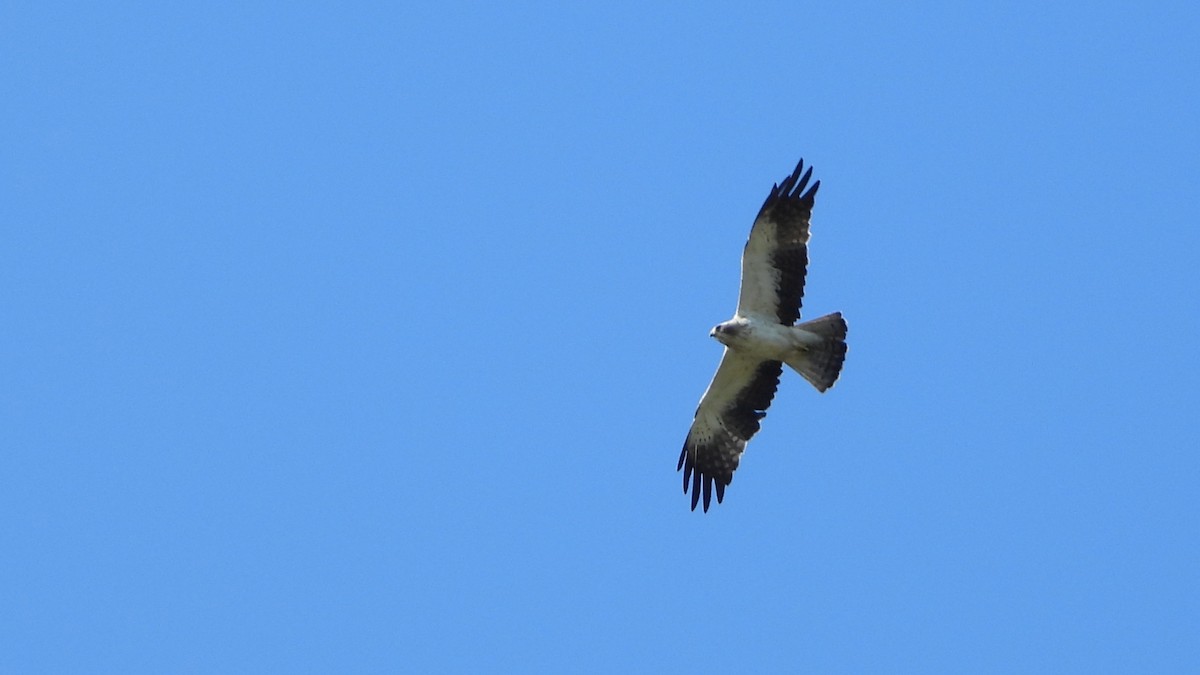 Booted Eagle - ML621932465