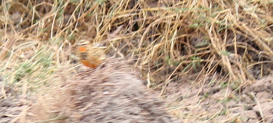 Rosy-throated Longclaw - ML621932634