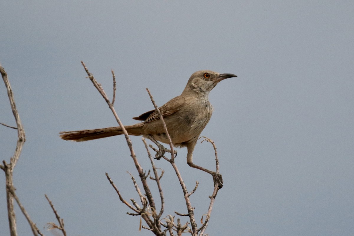 Bendire's Thrasher - ML621932642