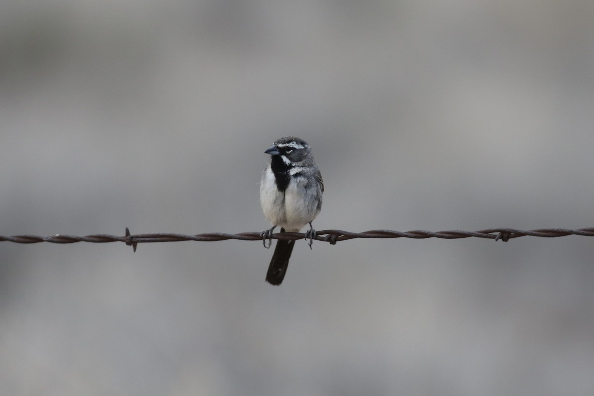 Black-throated Sparrow - ML621932645