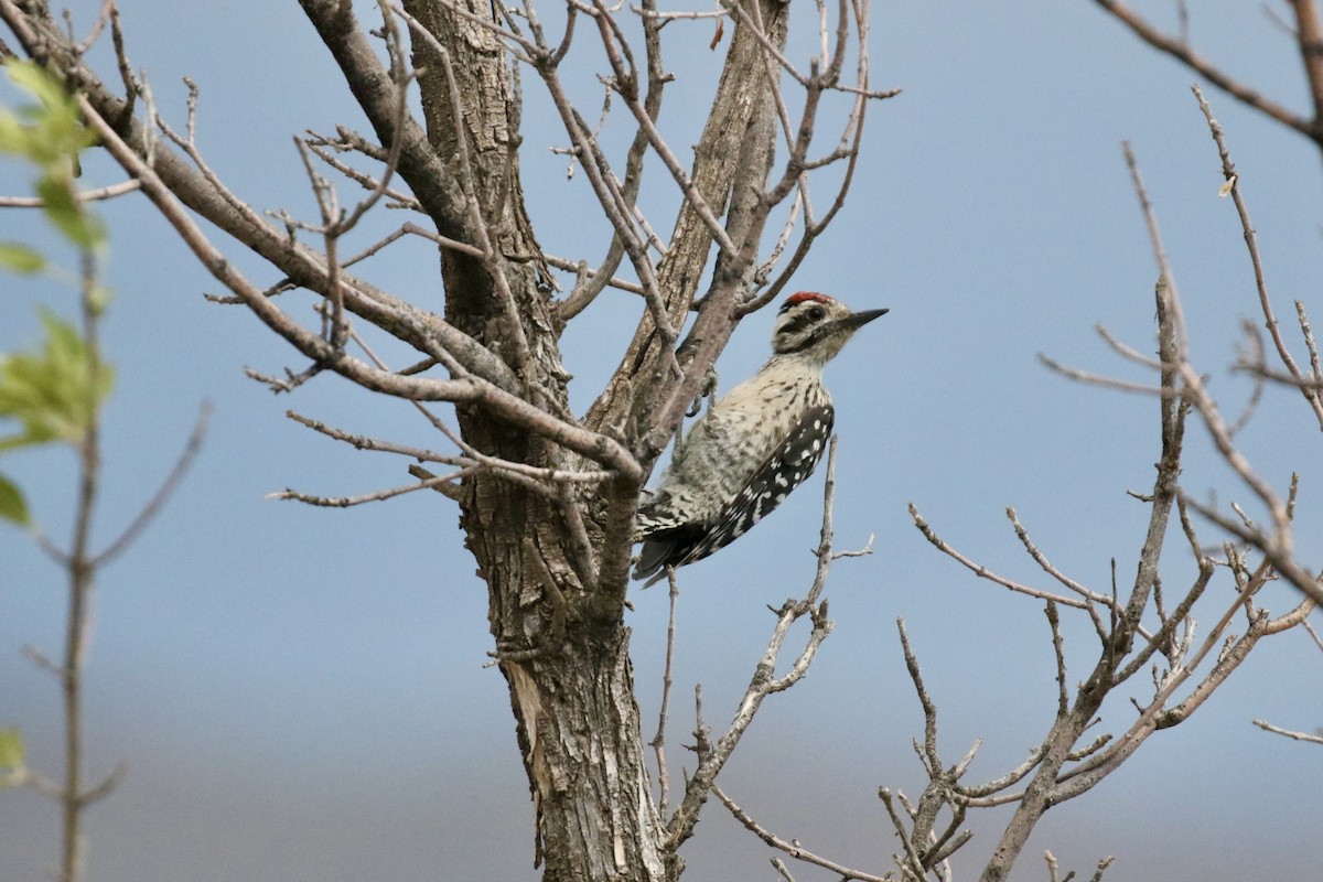 Ladder-backed Woodpecker - ML621932649