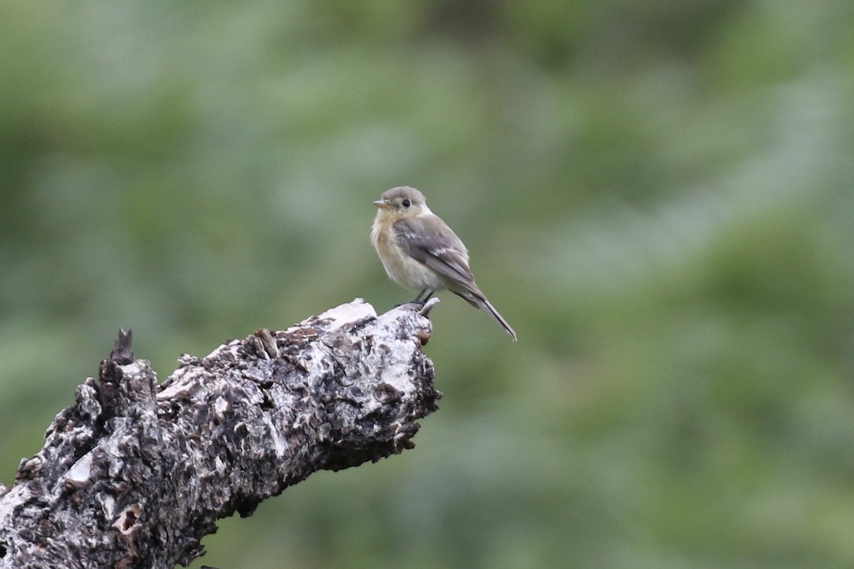 Buff-breasted Flycatcher - Colin Dobson