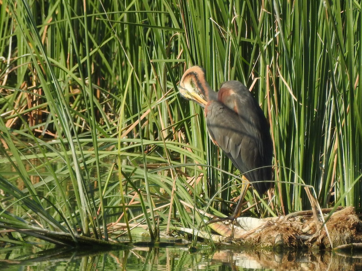 Purple Heron - José Luis Herrero