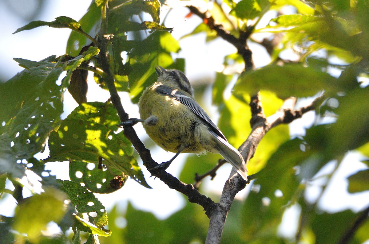 Eurasian Blue Tit - ML621932849