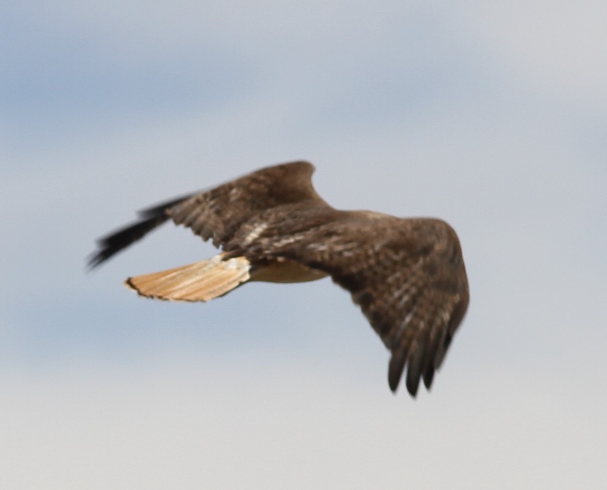 Red-tailed Hawk - ML621932875