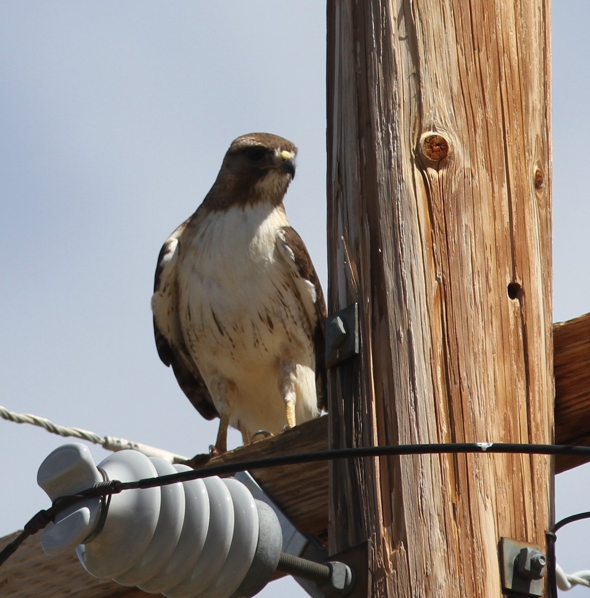 Red-tailed Hawk - ML621932876