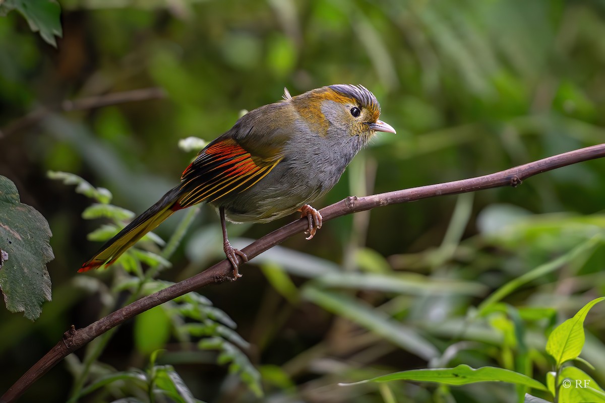 Gray-faced Liocichla - ML621932900