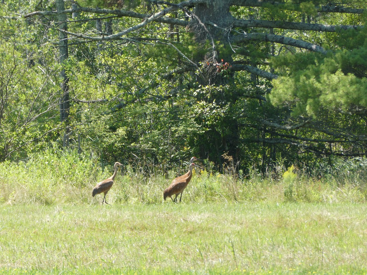 Sandhill Crane - ML621932906