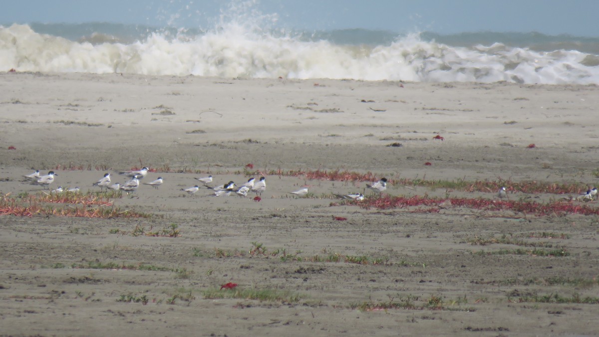 Little Tern - ML621932940