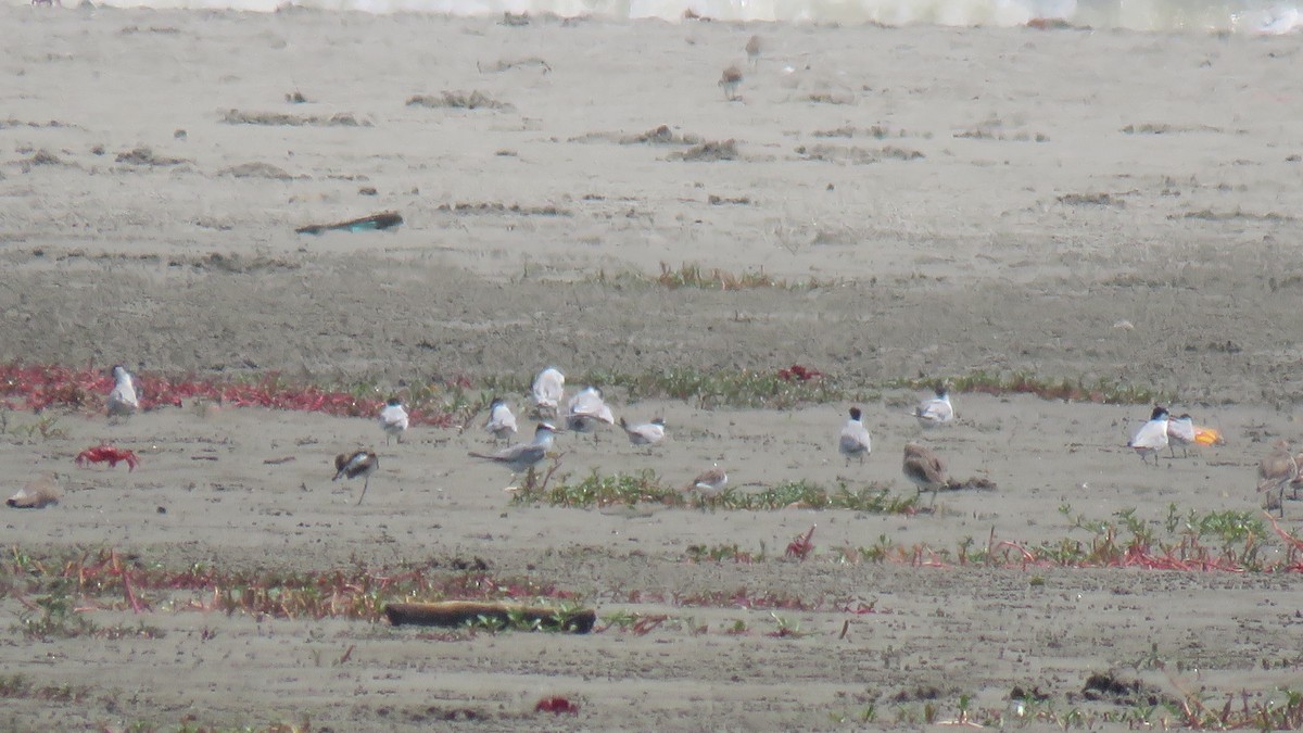 Little Tern - ML621932941