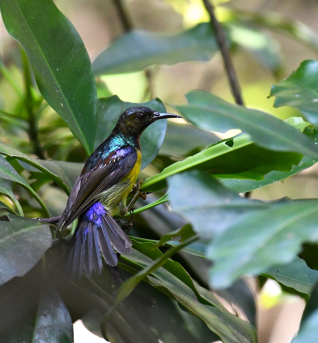 Brown-throated Sunbird - ML621932951