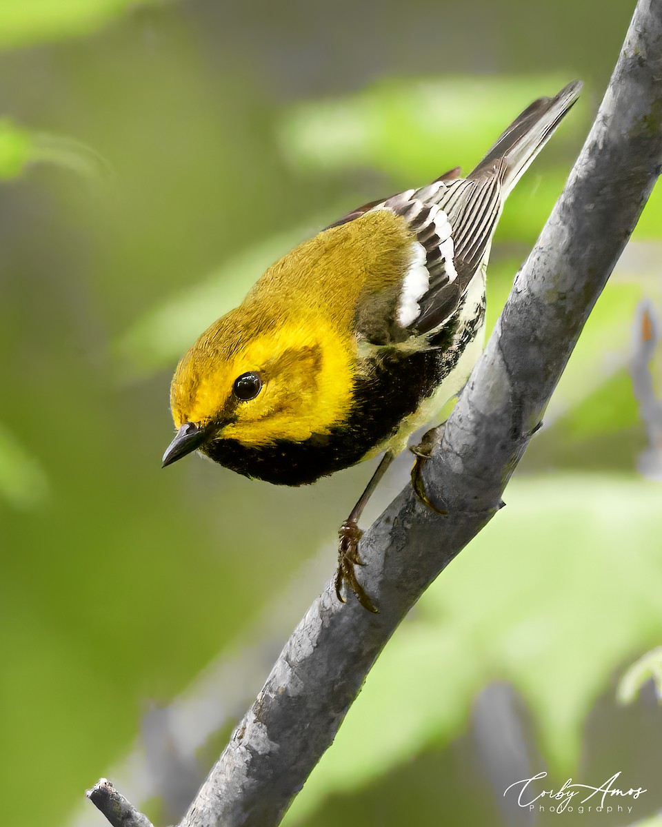 Black-throated Green Warbler - Corby Amos