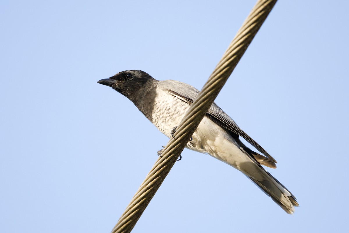 White-bellied Cuckooshrike - ML621933049