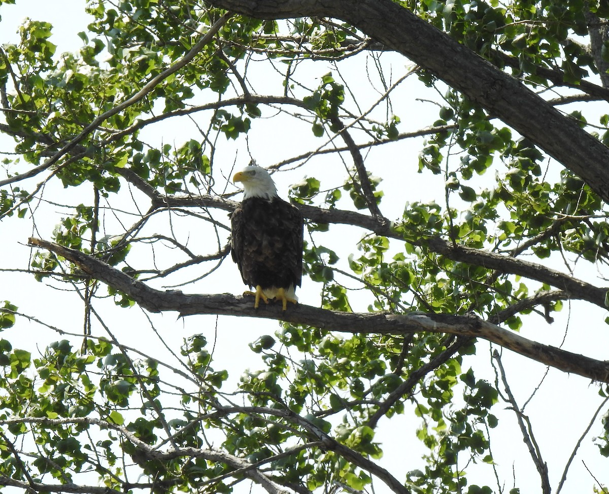 Bald Eagle - ML621933221