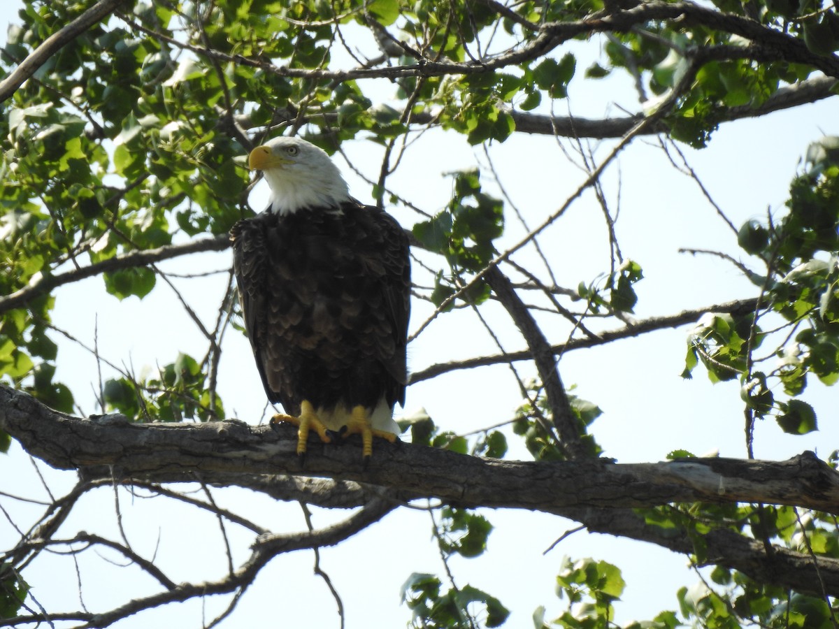 Bald Eagle - ML621933228