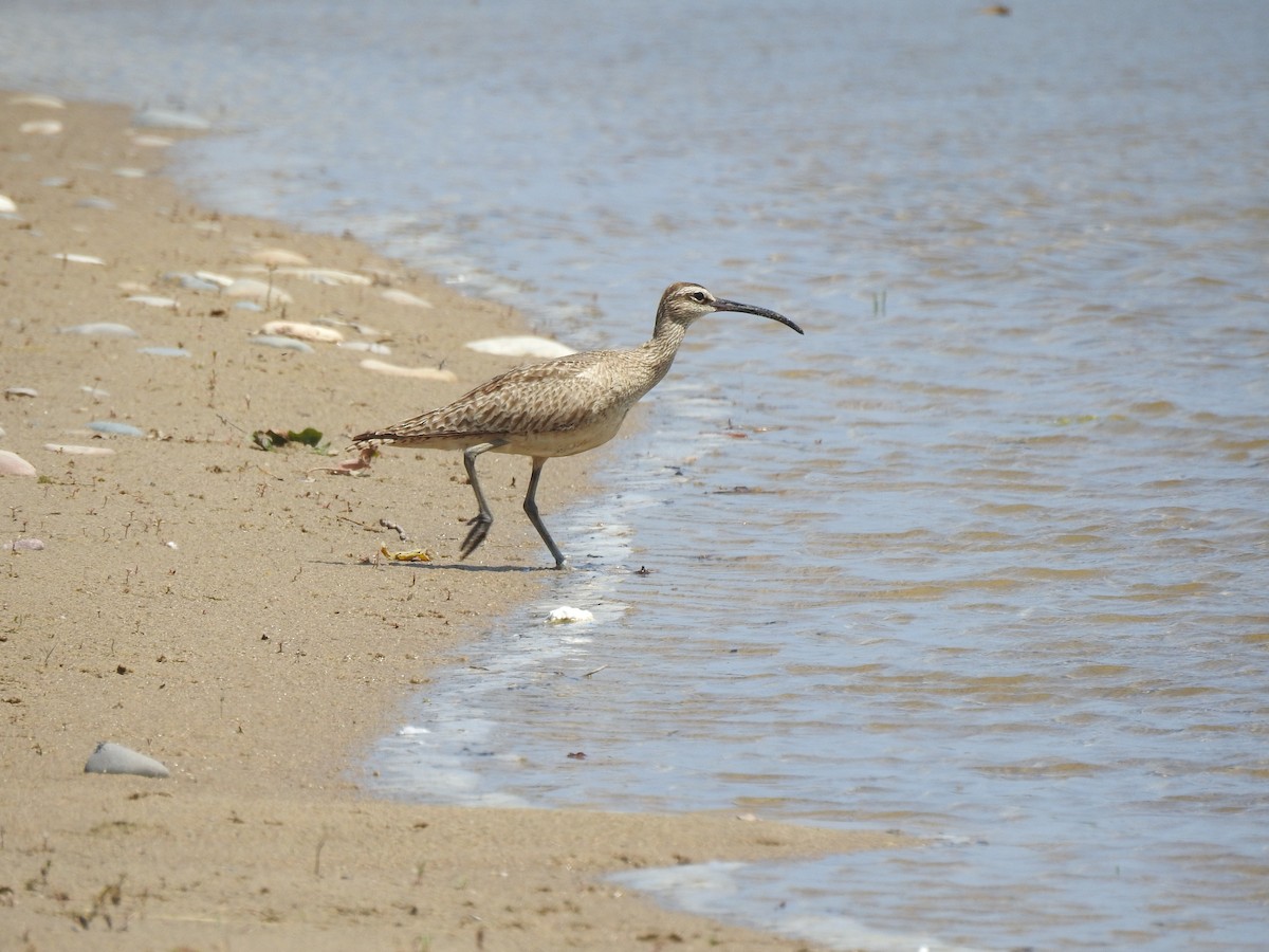 Hudsonian Whimbrel - ML621933232