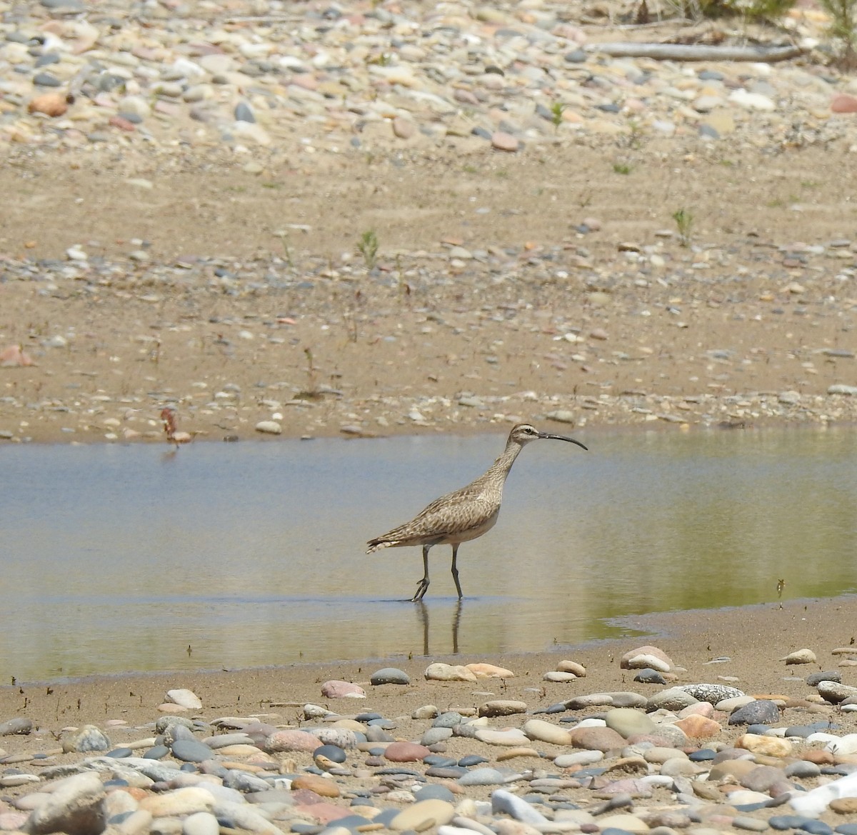 Hudsonian Whimbrel - ML621933233
